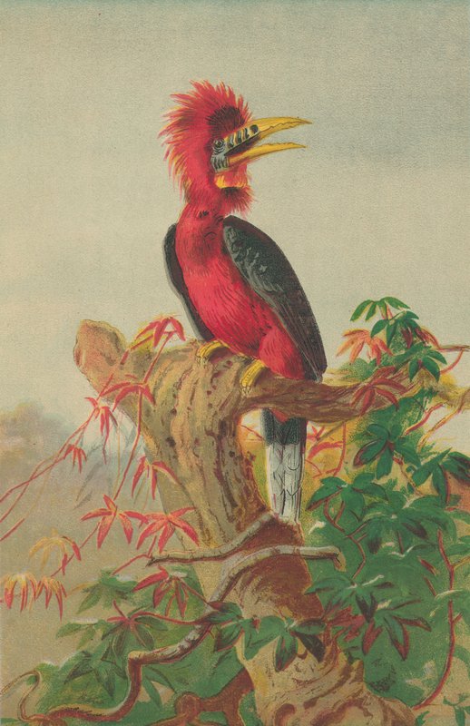 Kızıl boyunlu Kartal (Buceros nipalensis) by English School