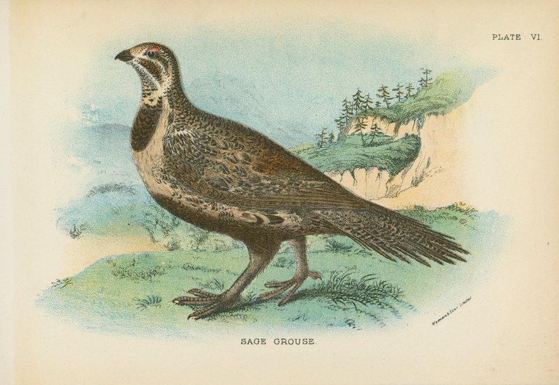 Sage Grouse by English School
