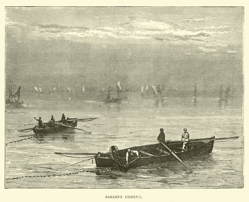 Sardalya balıkçılığı by English School