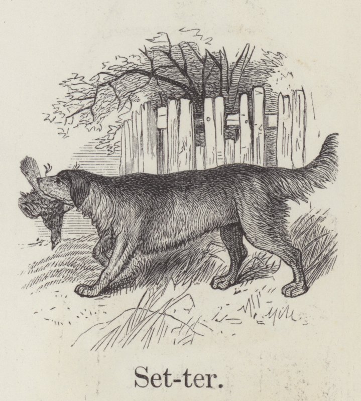Setter (gravür) by English School