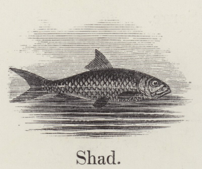 Shad (gravür) by English School