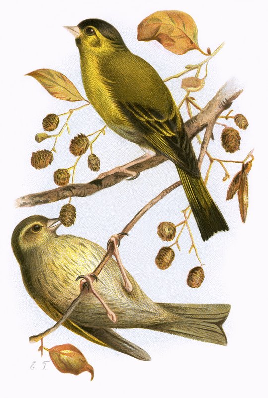 Siskin by English School