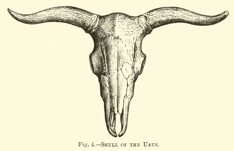 Urus