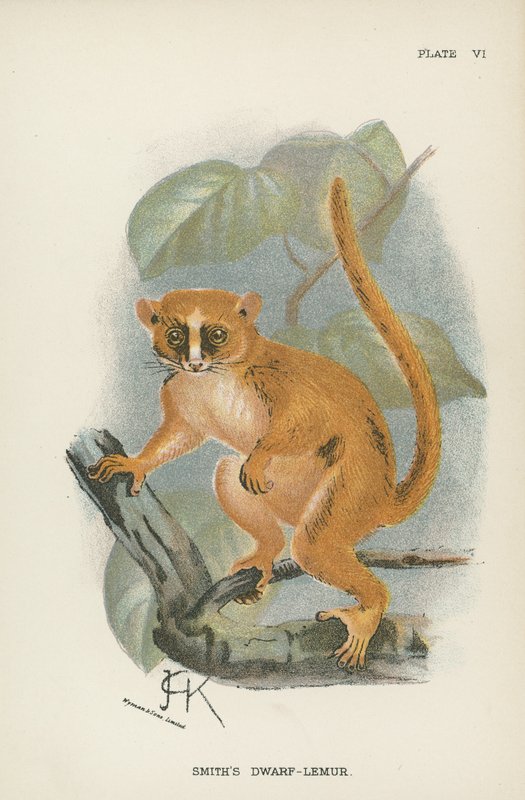 Smiths Cüce-Lemur by English School