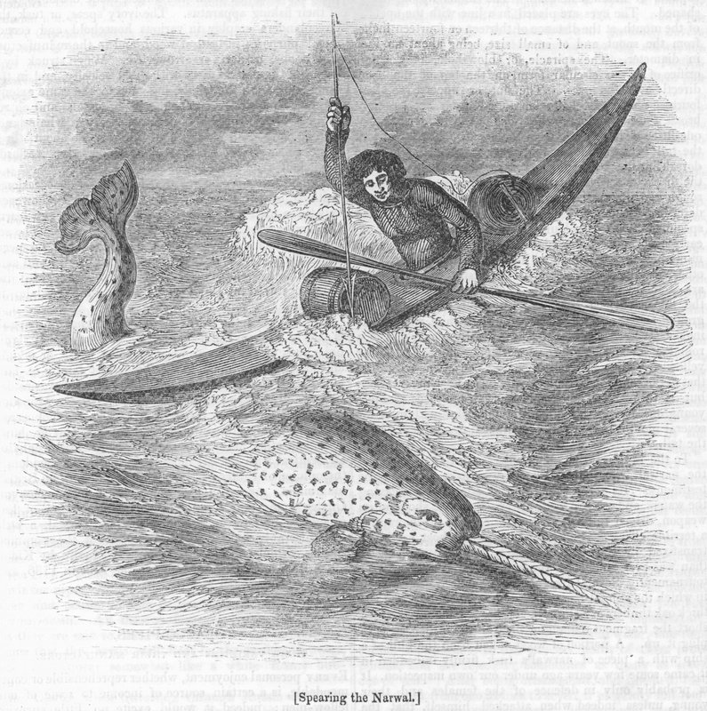 Narwhal