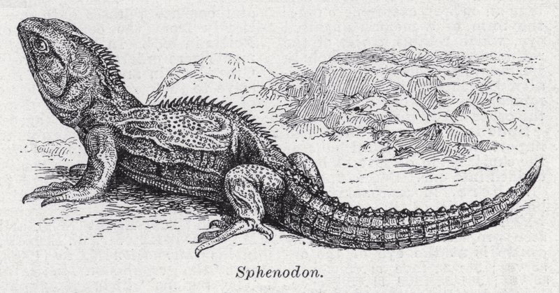 Sfenodon (lito) by English School