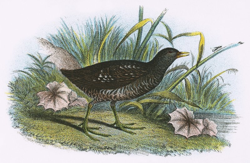 Benekli Crake by English School