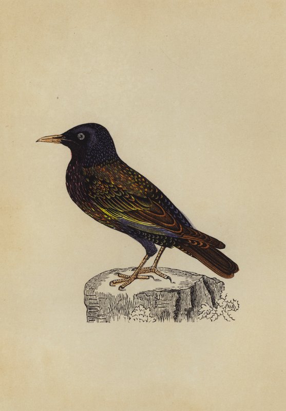 Starling (renkli taş) by English School