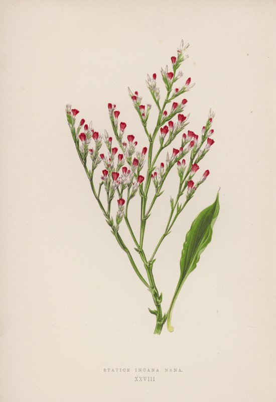 Statice Incana Nana (renkli lito) by English School
