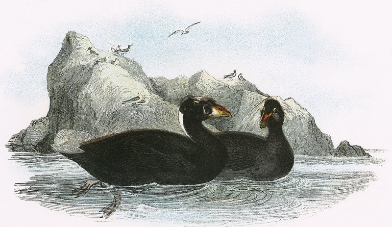 Sörf Scoter