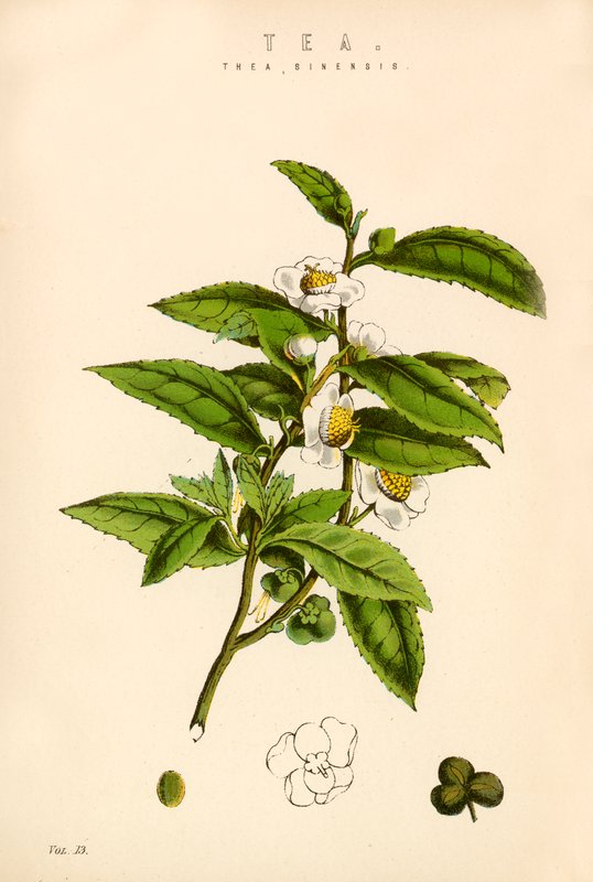 Çay by English School