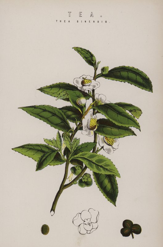 Çay bitkisi by English School
