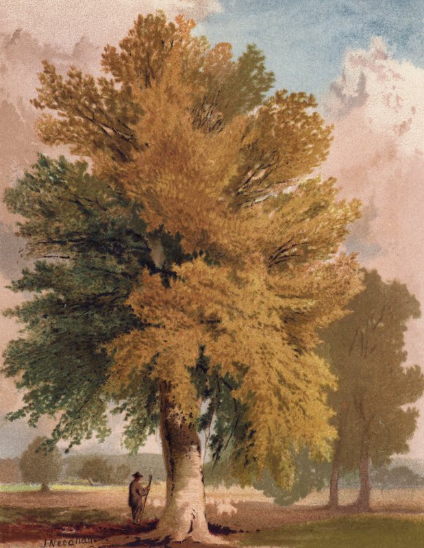 Kayın erken sonbaharda (renkli taş) by English School