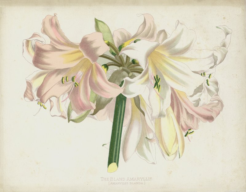 Mülayim Amaryllis, Amaryllis Blanda by English School