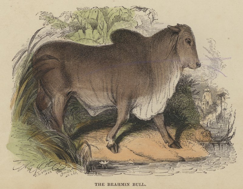 Brahman Boğası (renkli gravür) by English School