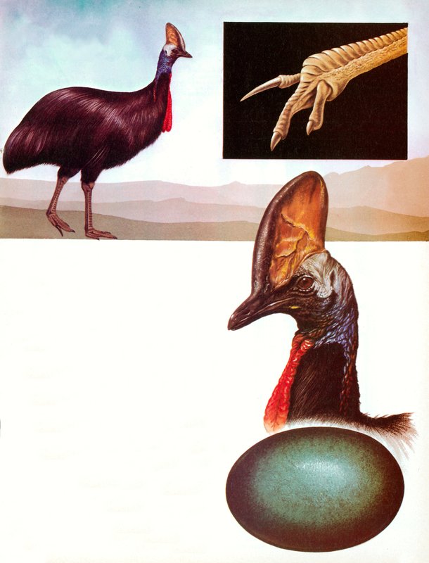 Cassowary by English School