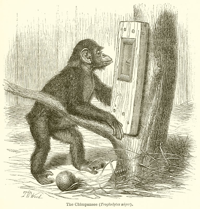 Şempanze (Troglodytes Niger) by English School