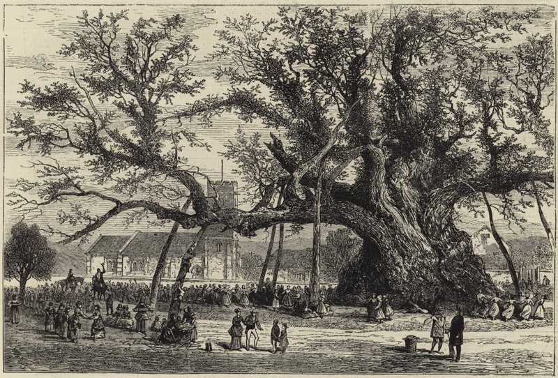 Cowthorpe Meşe by English School