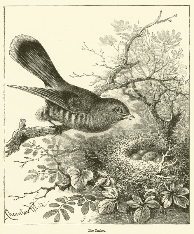 Guguk kuşu (gravür) by English School