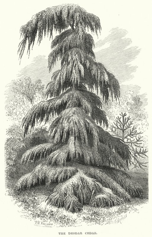 Deodar Sediri (gravür) by English School