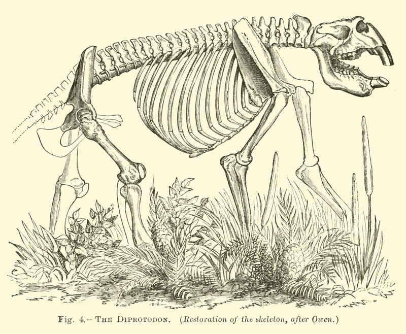Diprotodon by English School