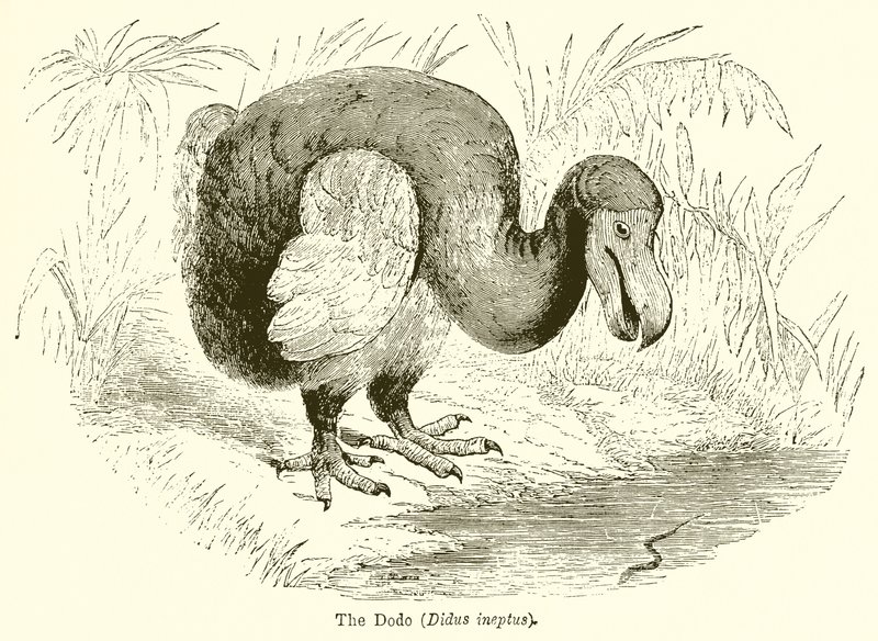 Dodo (Didus İneptus) by English School