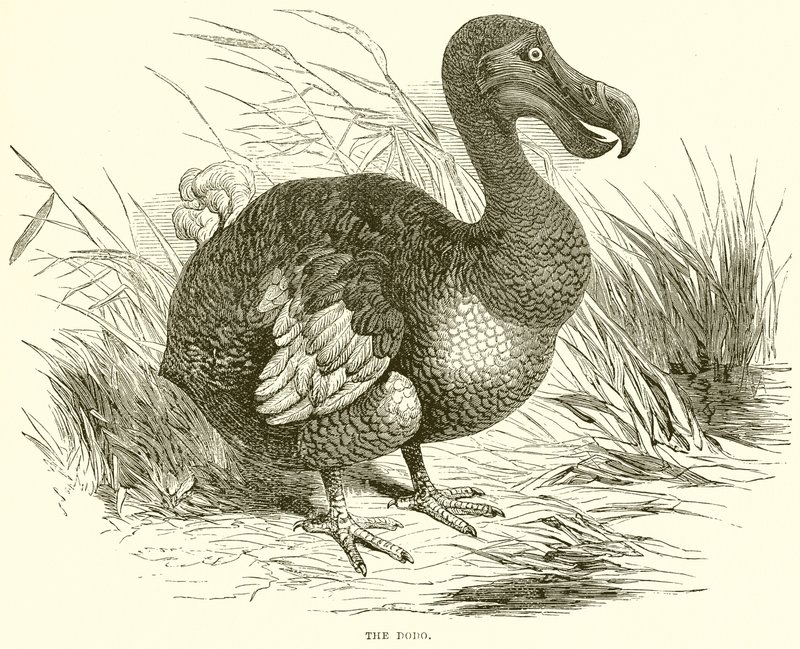 Dodo by English School