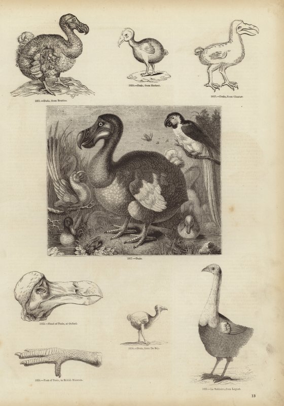 Dodo by English School