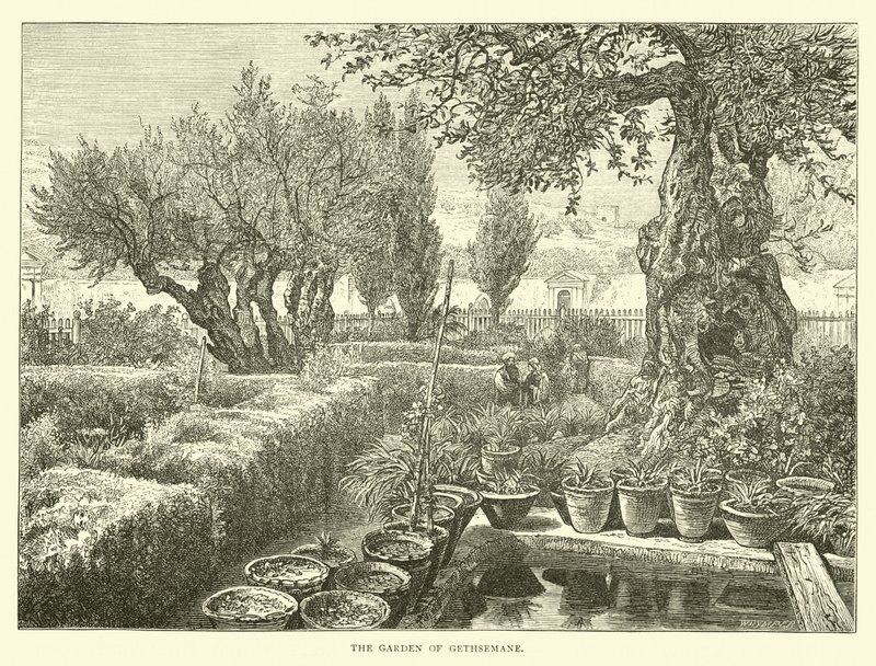 Getsemani Bahçesi by English School