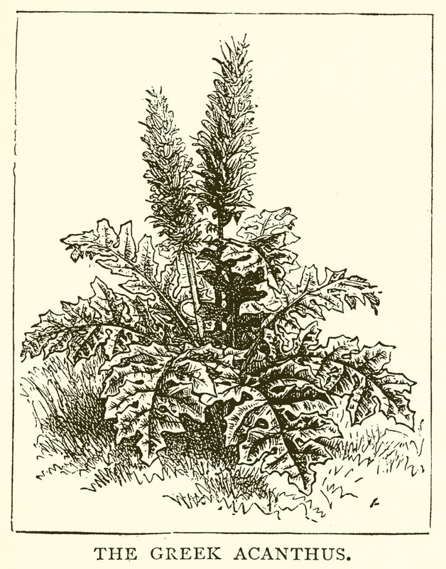 Yunan Acanthus by English School