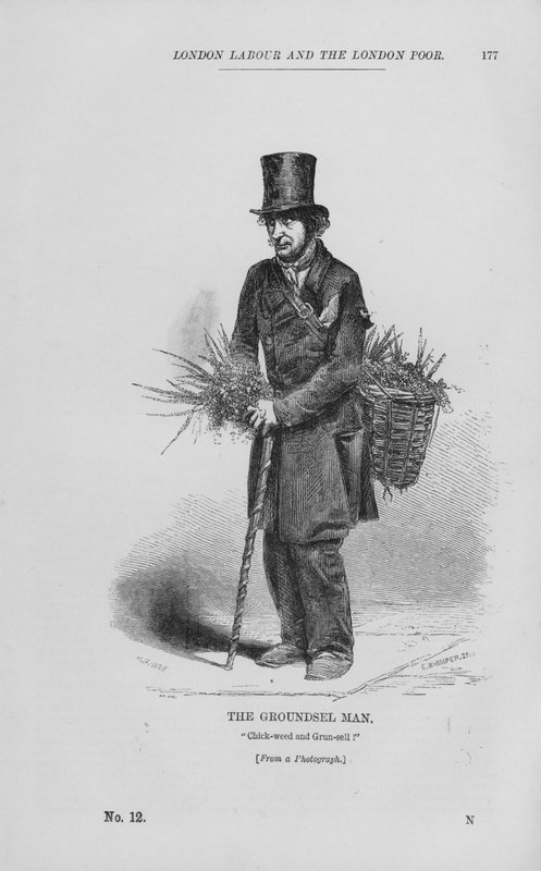 Groundsel Man (gravür) by English School