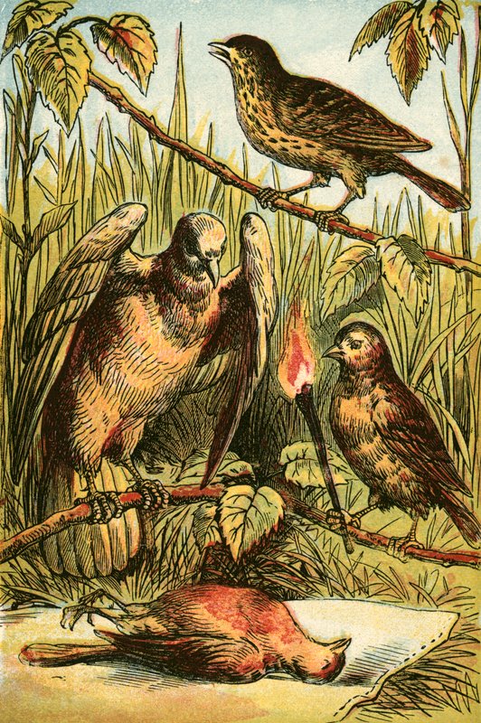 Linnet, Dove ve Cock Robin by English School