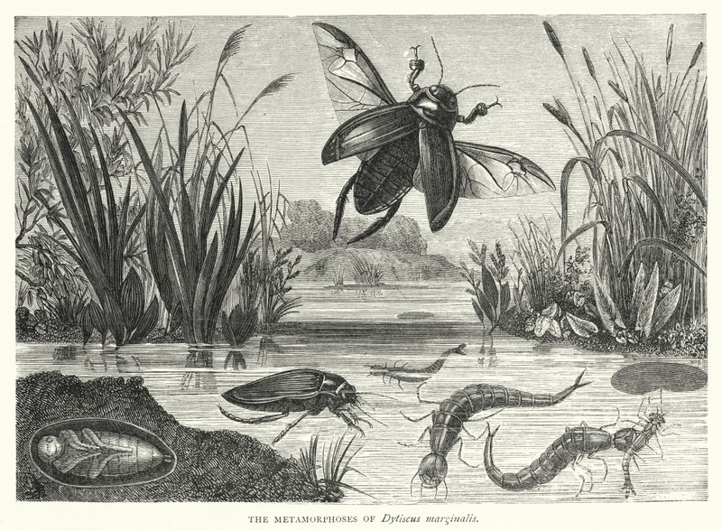Dytiscus marginalis