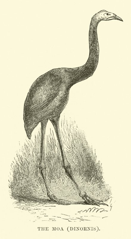 Moa, Dinornis by English School