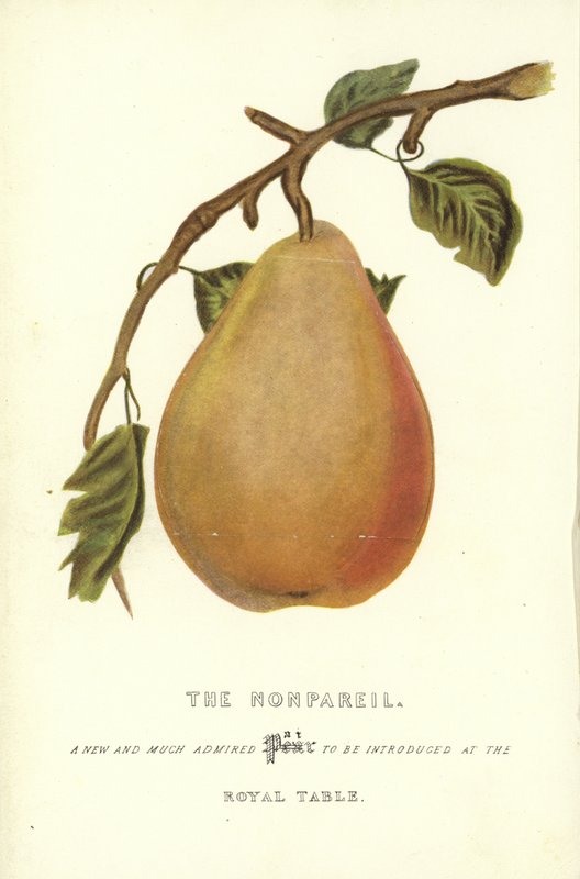 Nonpareil by English School