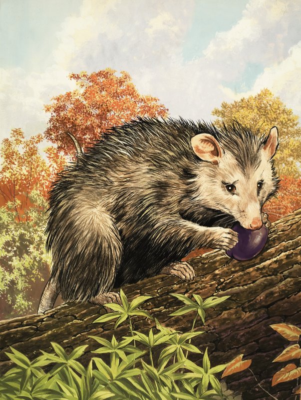 opossum by English School