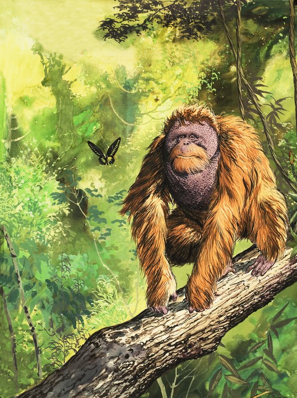 Orangutan by English School