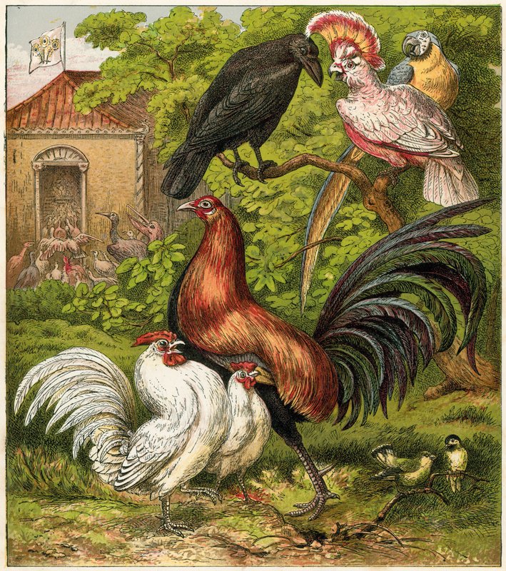 Evdeki Tavus Kuşu by English School