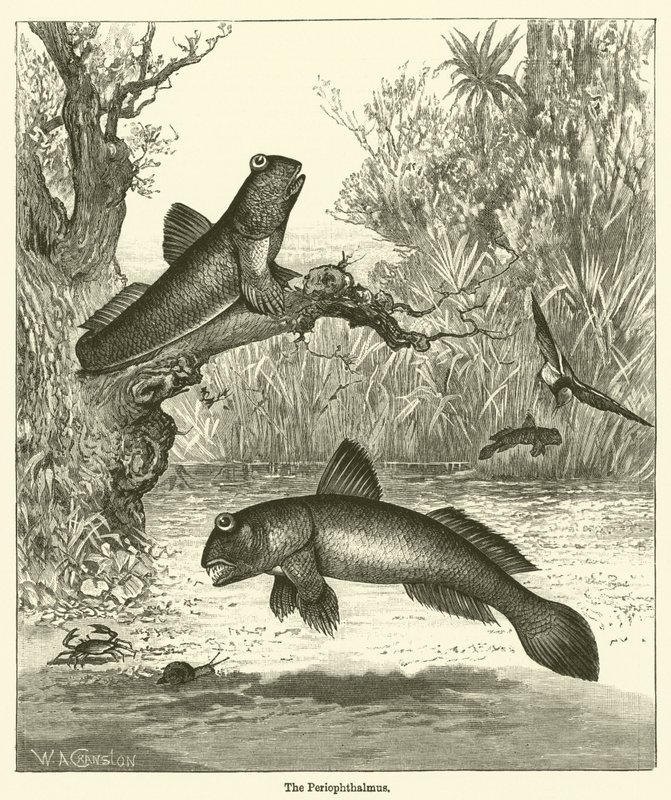 Periophthalmus (gravür) by English School