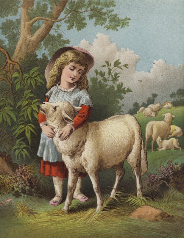 Evcil Kuzu (kromolitho) by English School