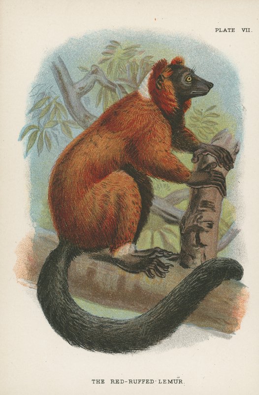 Kırmızı-Ruffed Lemur by English School
