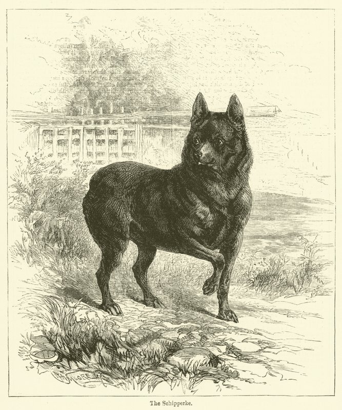 Schipperke (gravür) by English School