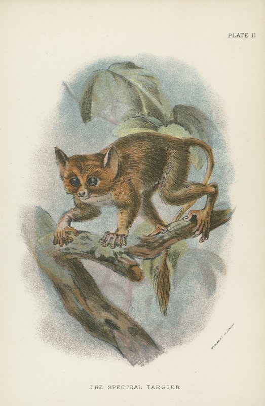 Spektral Tarsier by English School
