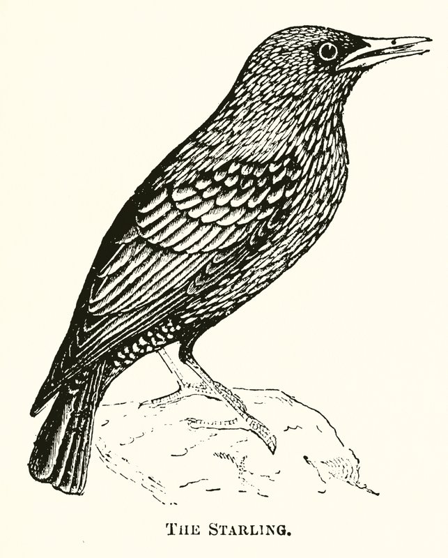 Starling by English School