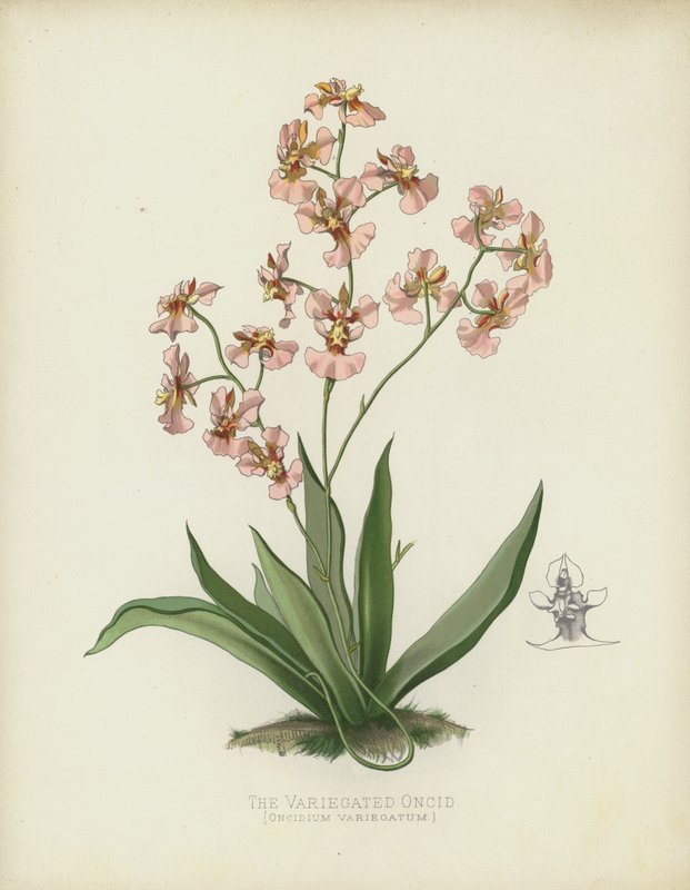 Alacalı Oncid, Oncidium Variegatum by English School