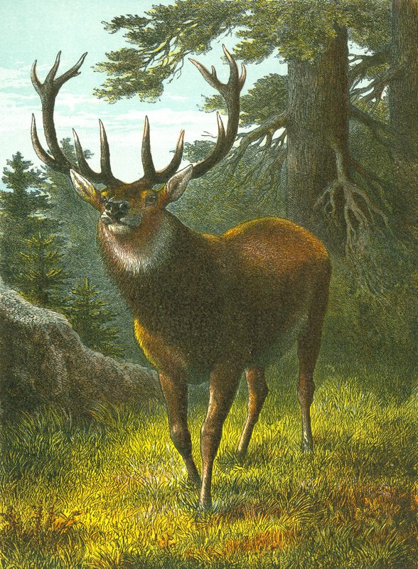 Wapiti by English School