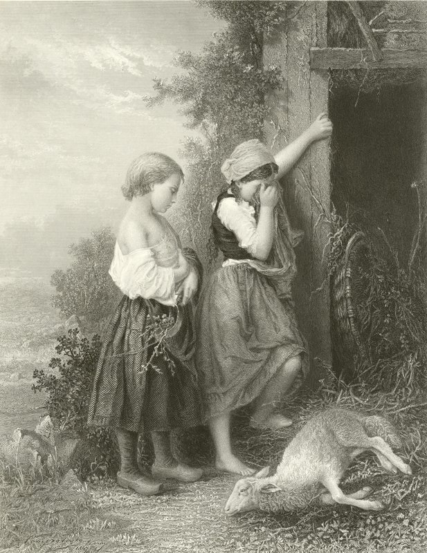 ölü kuzu by English School