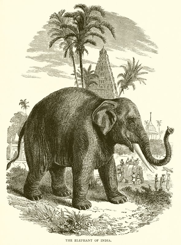 Hindistan