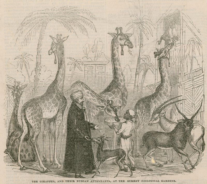 Zürafalar ve Nubian görevlileri by English School