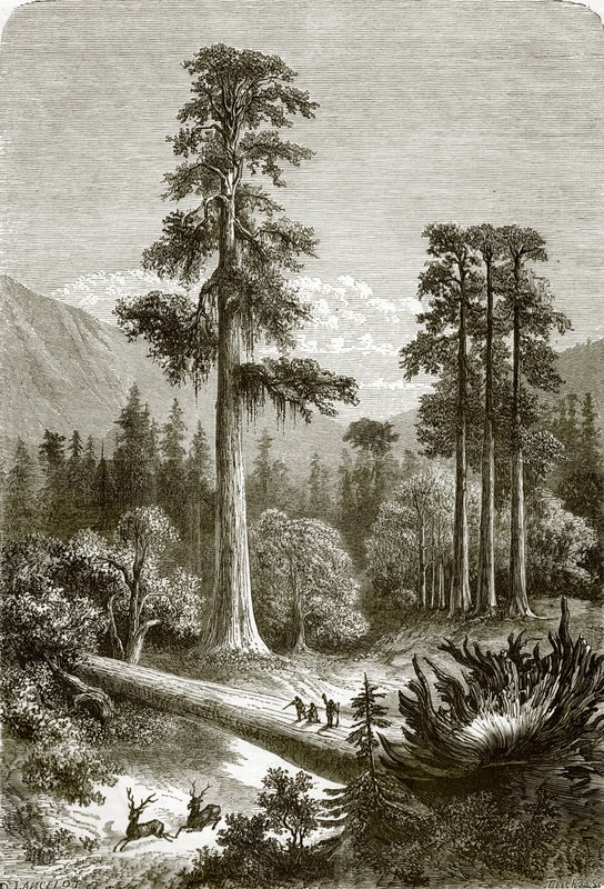 Sonora